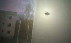 kärpänen nimeltä mikko